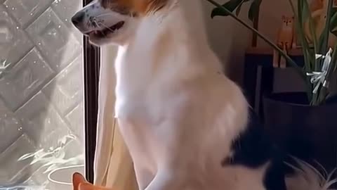 Dogs Loving Cats ❤️ – A Beautiful Bond | Câinii iubesc pisicile – O legătură adorabilă
