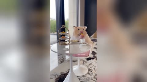Funny Cats and Dogs Compilation 2025 – Cute Pets Doing Hilarious Things!