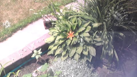 Butch the Sunflower