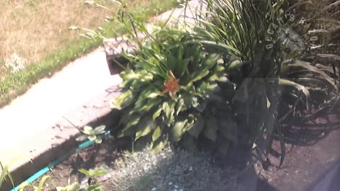 Butch the Sunflower