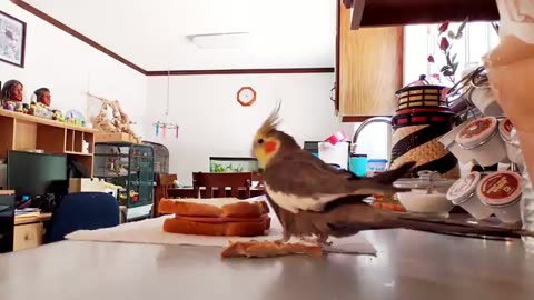 Lunch With The Birbs