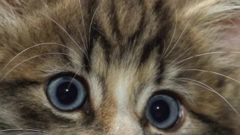 funny kitty