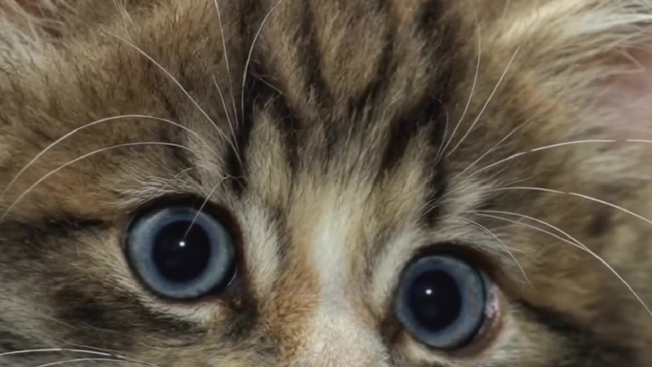 funny kitty