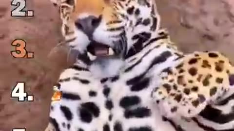 Ranking Best Big Cat Housecats Moments