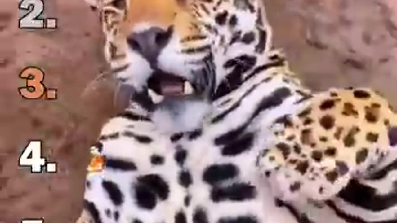 Ranking Best Big Cat Housecats Moments