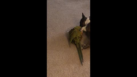 Frenchie and Macaw are Bff's
