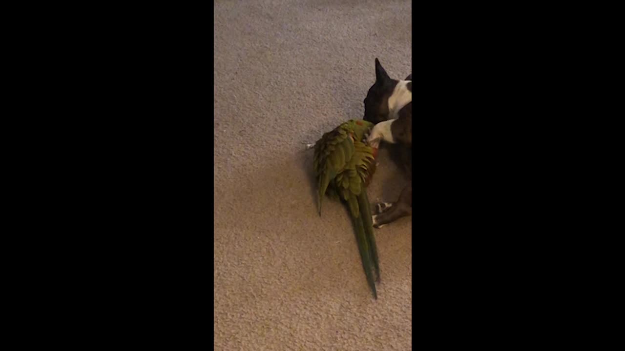 Frenchie and Macaw are Bff's