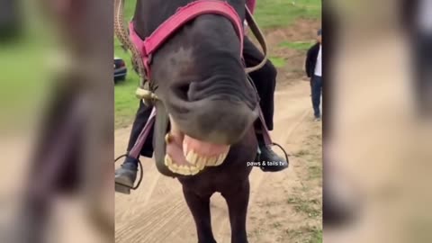 FUNNIEST Animal Videos of 2025 Will Leave You SPEECHLESS