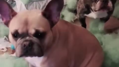 The dog’s expression when he makes a mistake is very funny