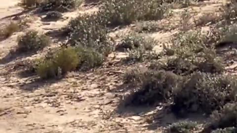 Cheetah Sprint