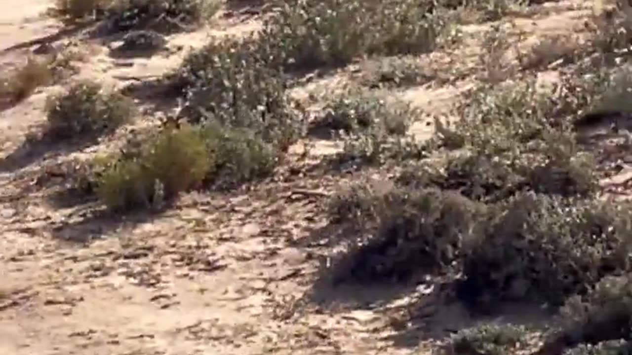 Cheetah Sprint