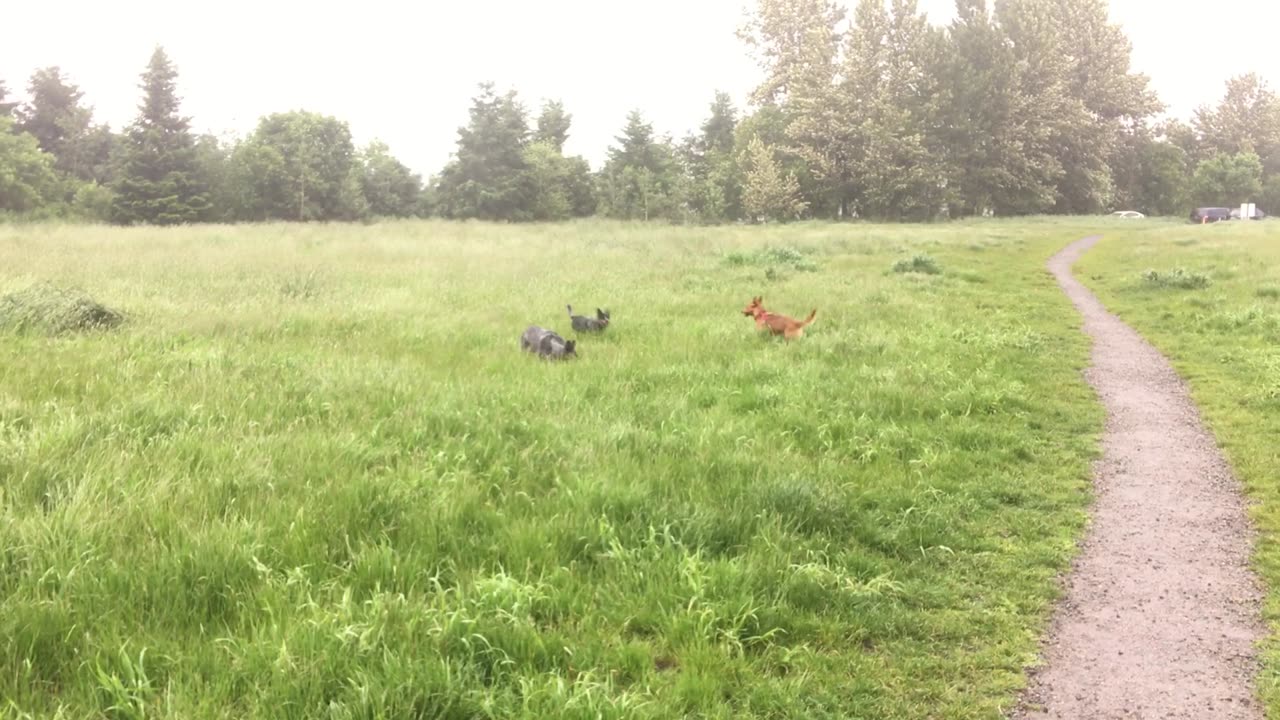 marymoor hangout with Monty 32908423098