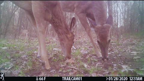 Michigan Trail Camera 2025 Footage Cool Wildlife