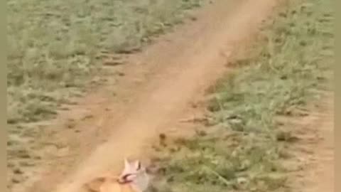 A video is circulating showing a fox 🦊 exhibiting unusual behavior 🌀 before its death 💀