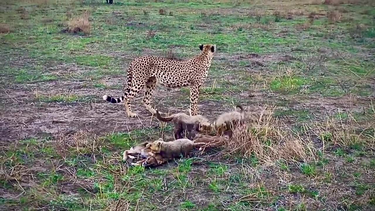 “Cheetah Mom’s Training Day — 4 Cubs in the Wild”