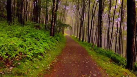 Nature’s Embrace: Meditate in Peaceful Harmony