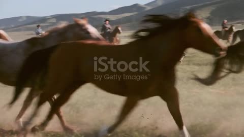 horse runing