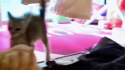 PetHilarity shorts 6