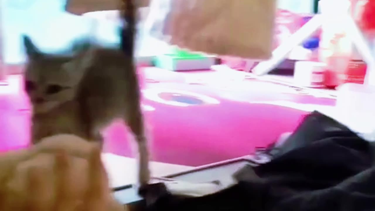 PetHilarity shorts 6