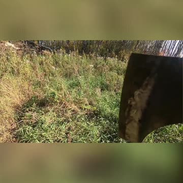 Can't Stand Open Fields! Back to the Bush. LOL #livingoffgrid