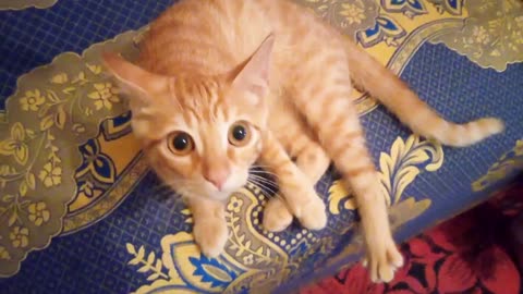 “When Playtime Turns Magical 😻”