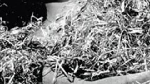 The Black Dahlia 1947 – Hollywood’s Most Twisted Mu*der 🕵️‍♀️🩸