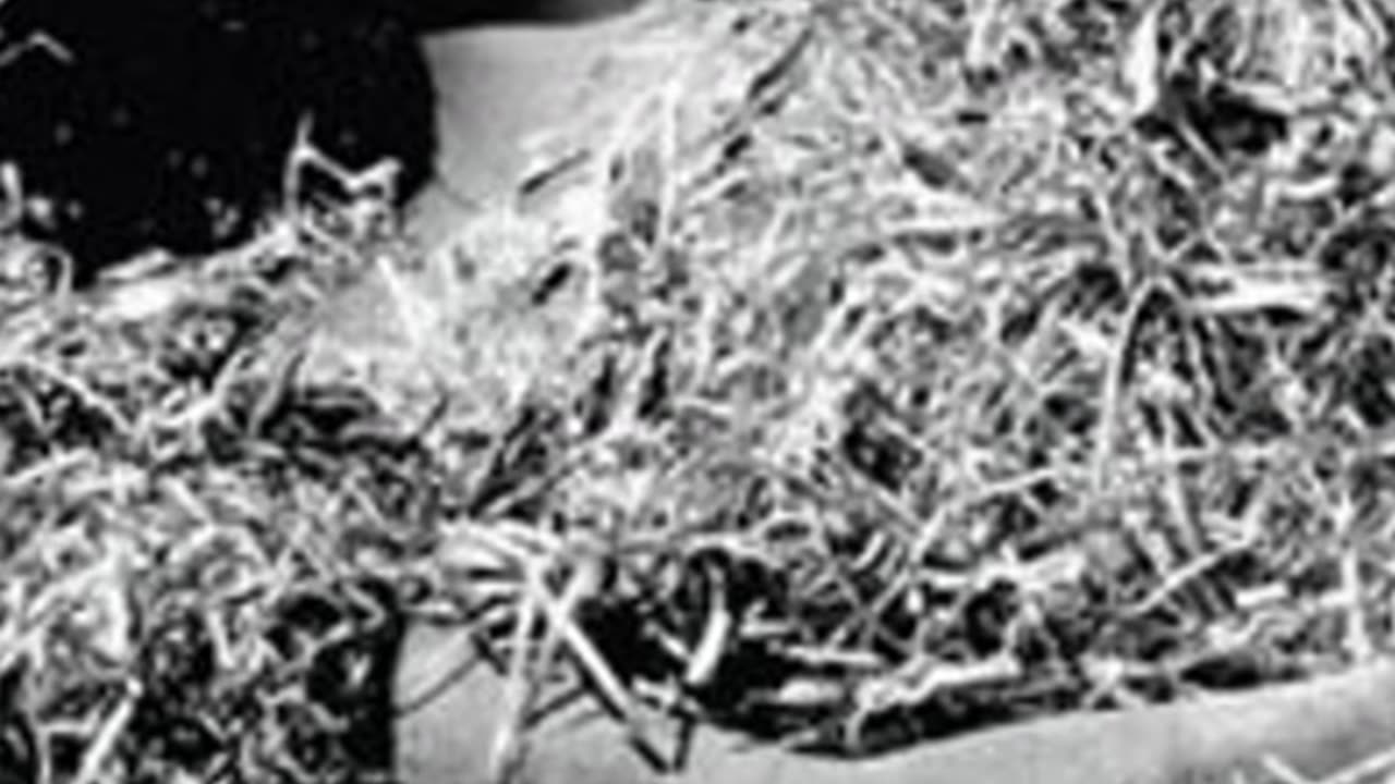 Who Really Killed the Black Dahlia in 1947’s Most Twisted Mu*der? 🩸