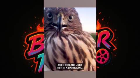 🦅😂"Angry Farmer vs Hilarious Hawk - You Won't Believe What Happens!"