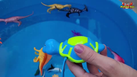 Pufferfish Get Stuck in Coral Because the Bodies Bulge