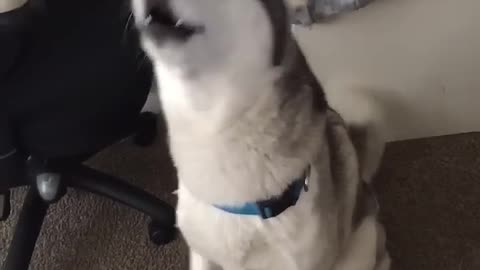 Siberian Husky speaking - 720