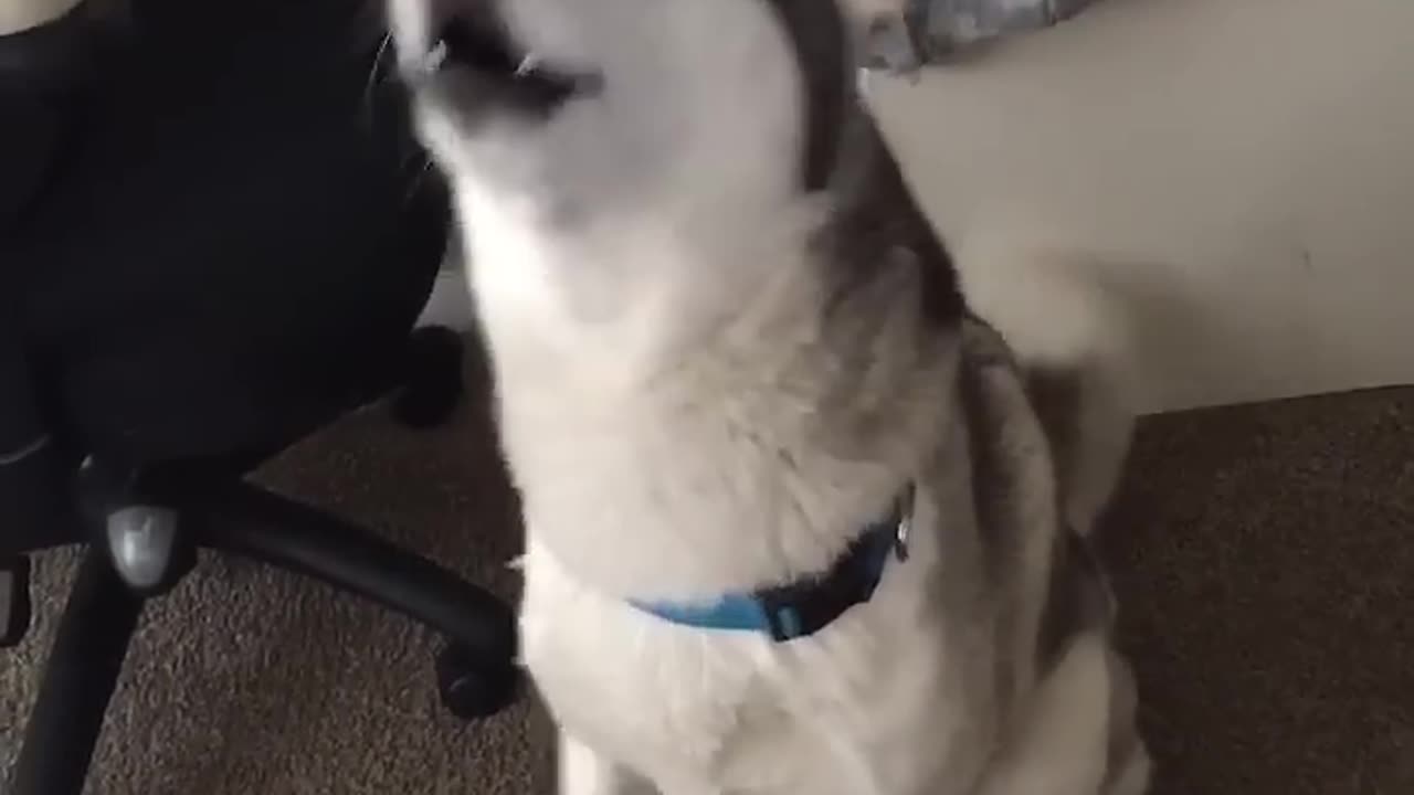 Siberian Husky speaking - 720