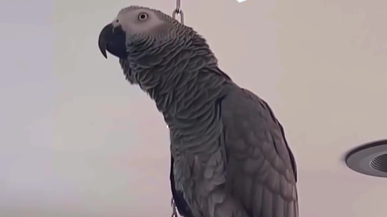this parrot is hilarious! 😂