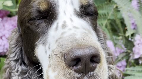 Butterfly Lands on a Dog's Nose