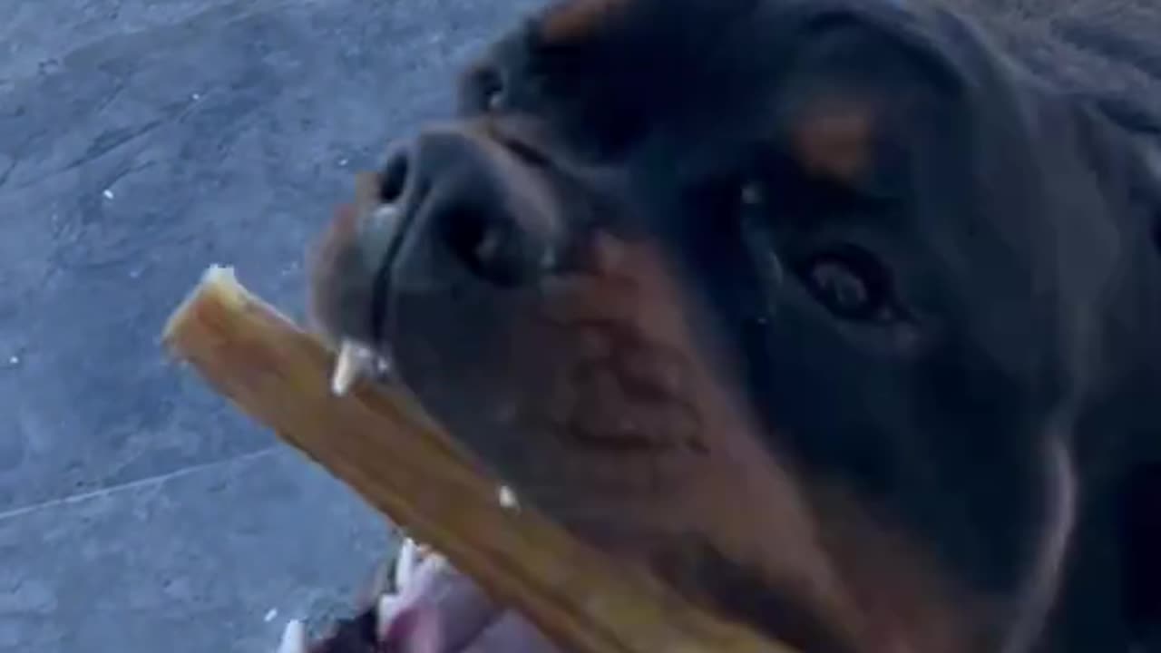 Indoor Rottweiler Refuses to Chew His Bone Outside in the Most Relatable Way