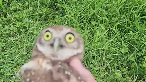 🦉🌟 Meet the Cutest Burrowing Owl EVER! | FunFM