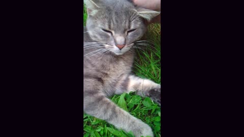 Cat is petted on a green lawn in the garden