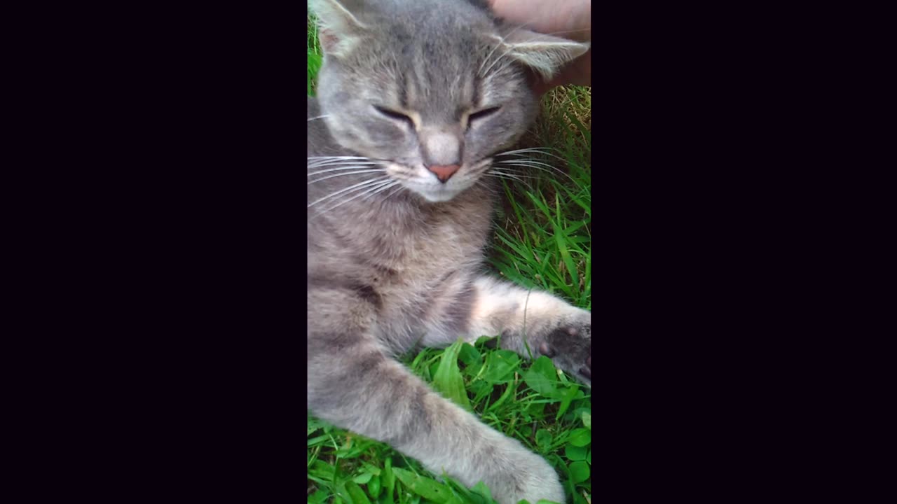 Cat is petted on a green lawn in the garden