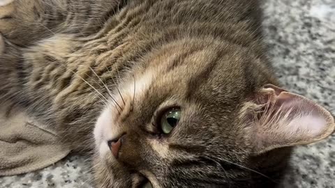 If you are watching this video, know that God has made you the guardian angel of a hungry cat💝