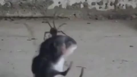 Large Meal