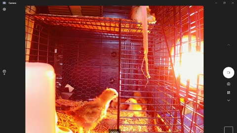 Ruling the Coop Roost! Up and Down, Down and Up the Ladder from Mezzanine to Feeder