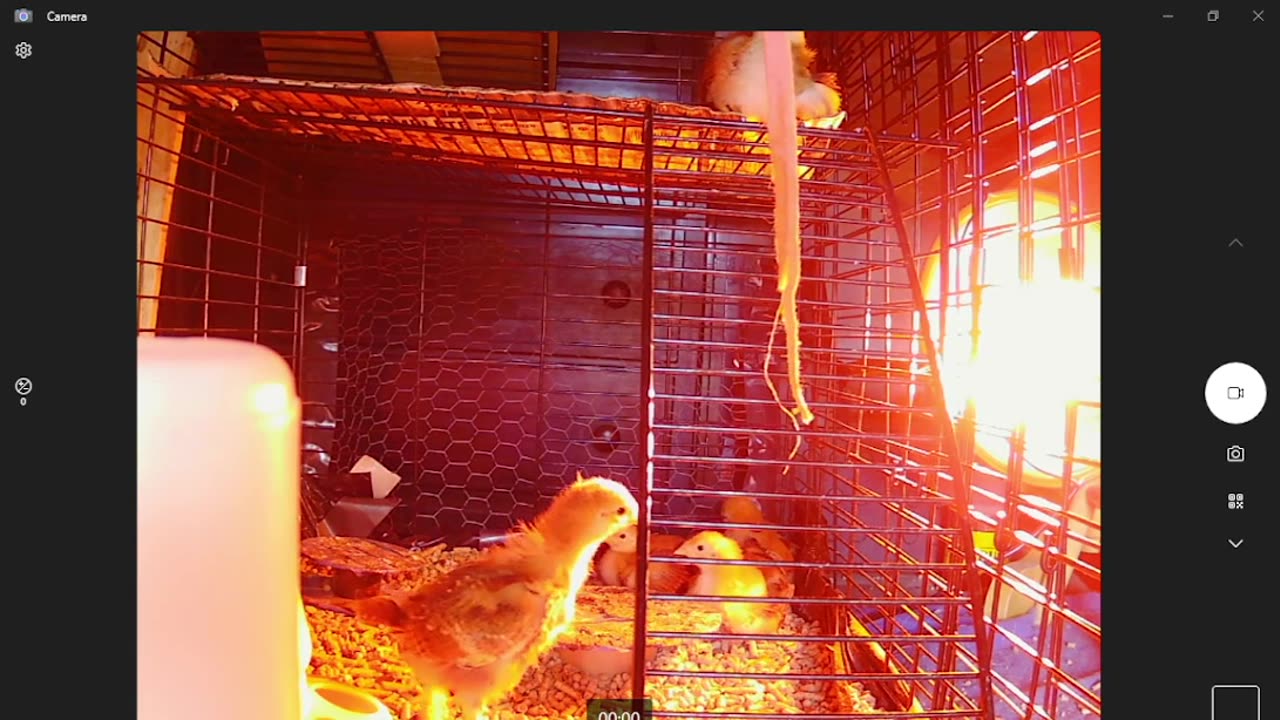 Ruling the Coop Roost! Up and Down, Down and Up the Ladder from Mezzanine to Feeder