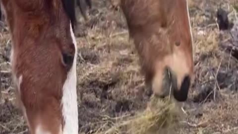 horse