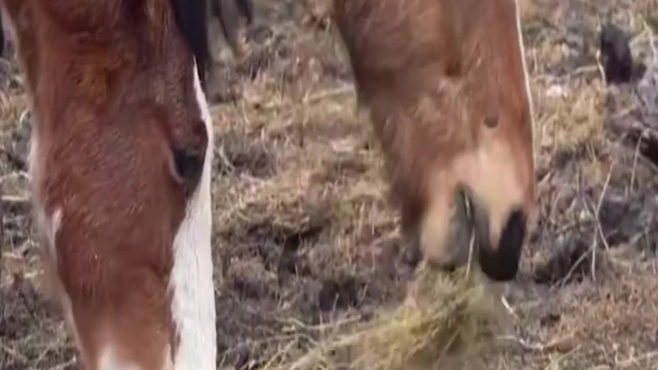 horse