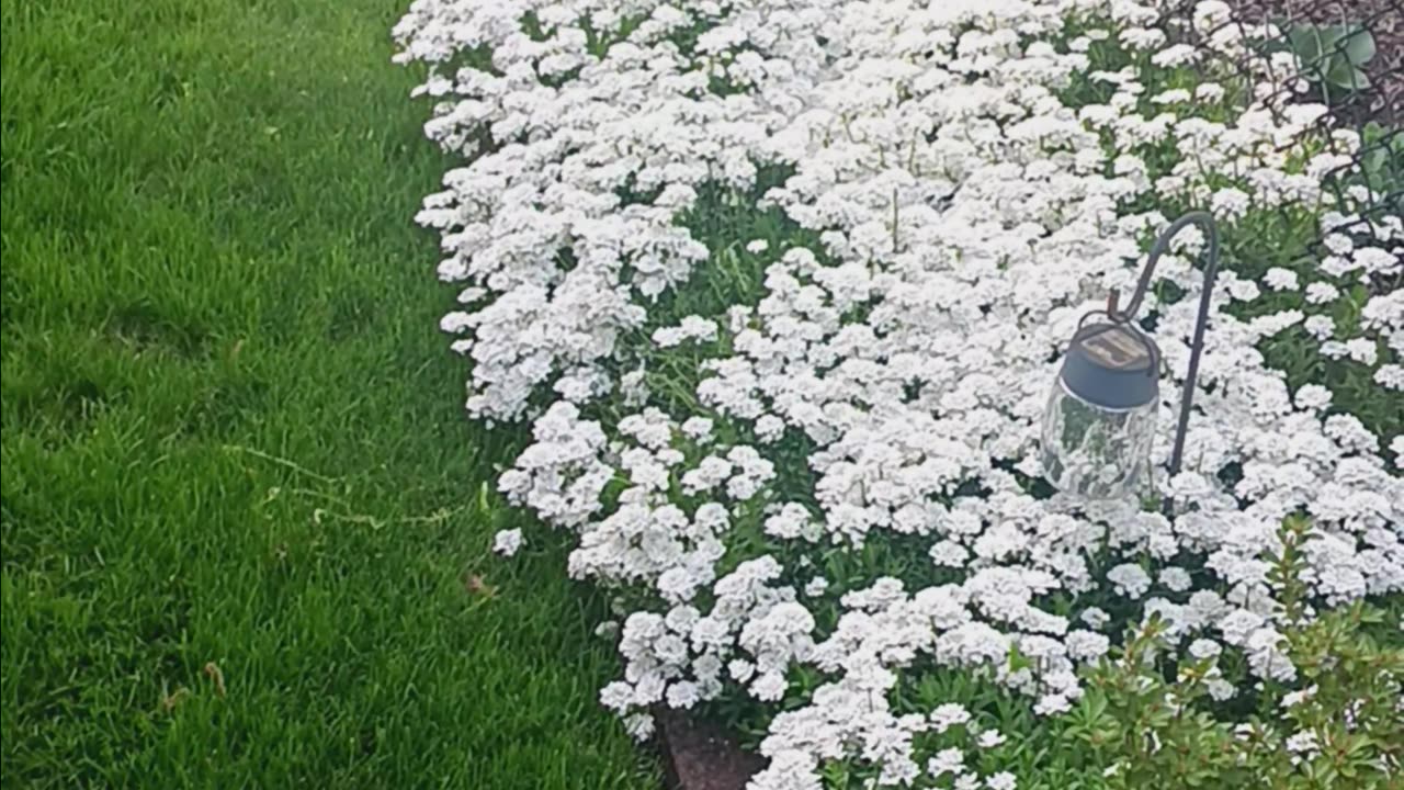 My backyard