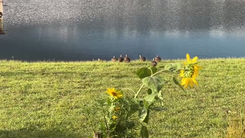 Mottled Ducklings 7-16-2025