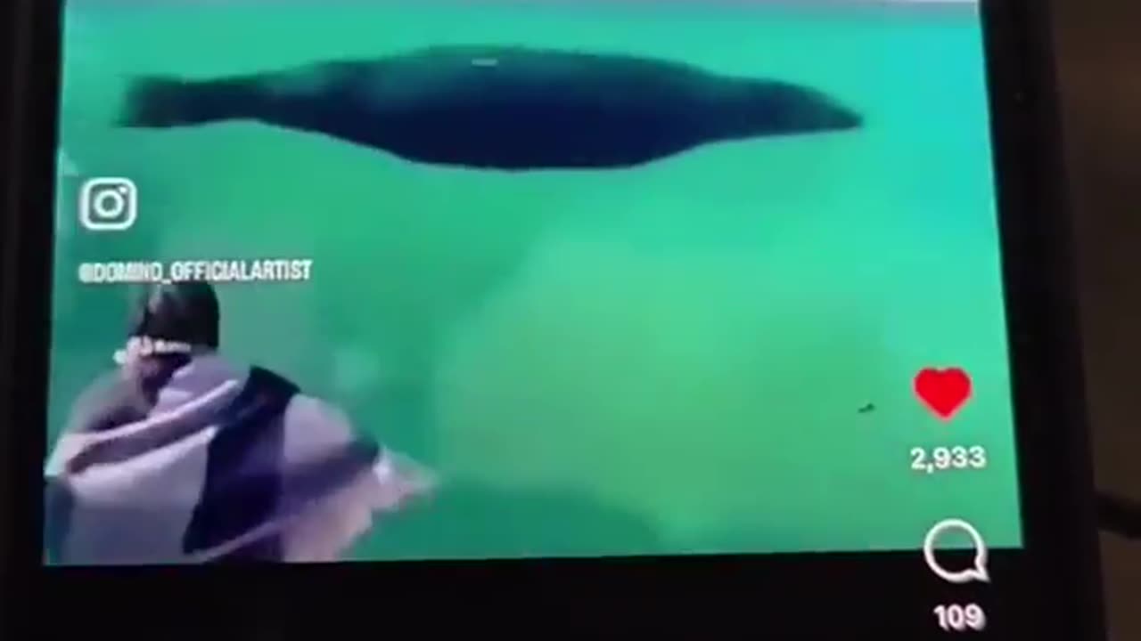 Girl and seal playing across the partition 😊❤