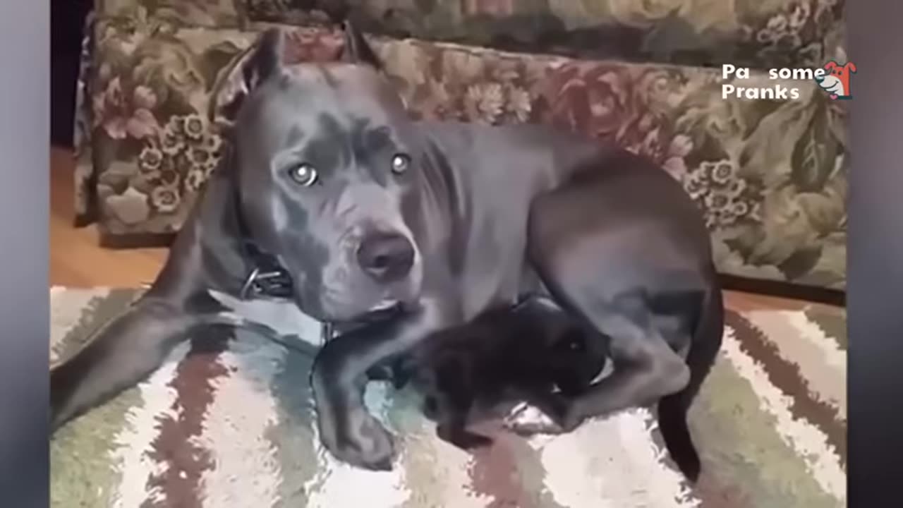 2025 funny animal videos that do not disappointyou