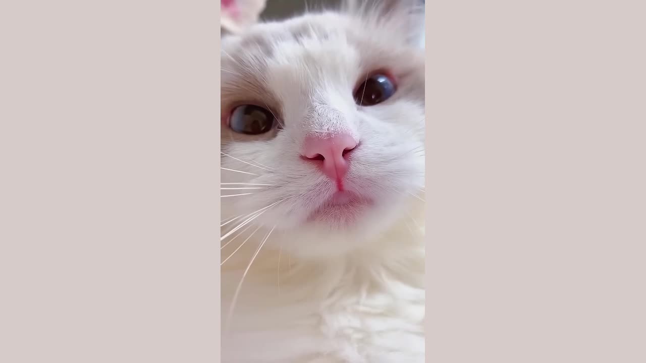 Cat meme and kitten