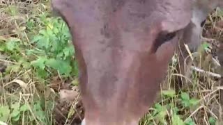 Russian Assault Donkeys Are Bringing in Reinforcements