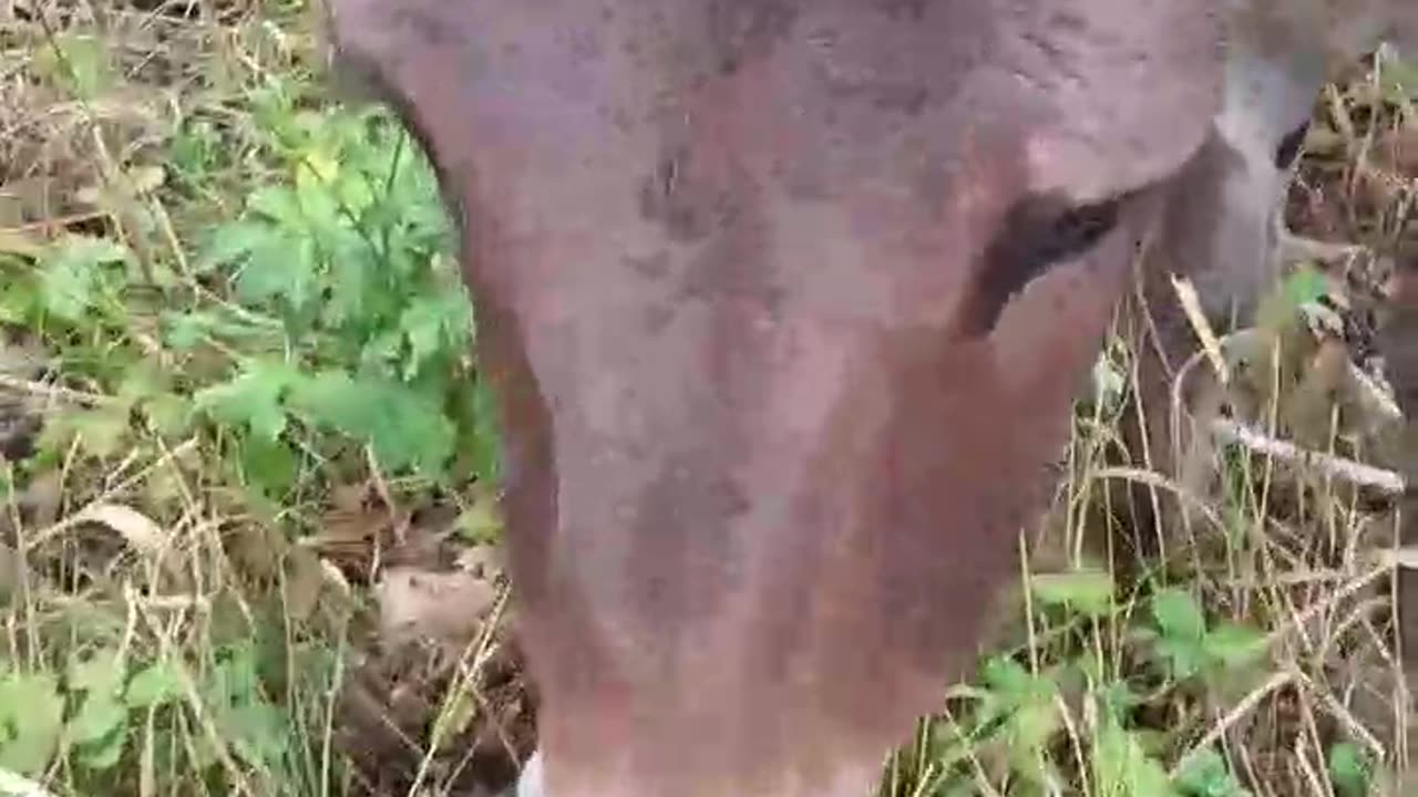Russian Assault Donkeys Are Bringing in Reinforcements